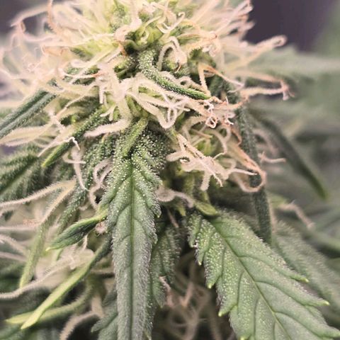 Dörthe growlog timeline photo