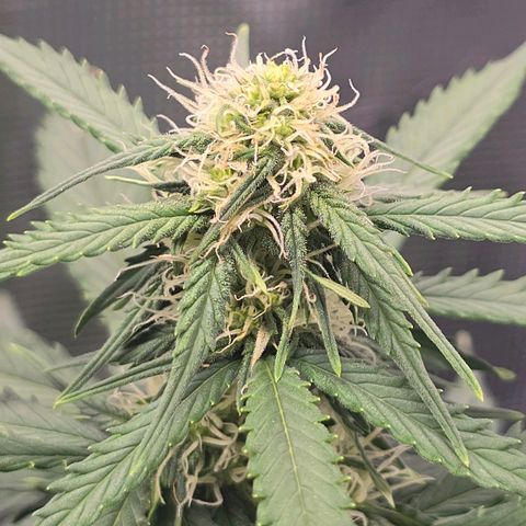 Dörthe growlog timeline photo
