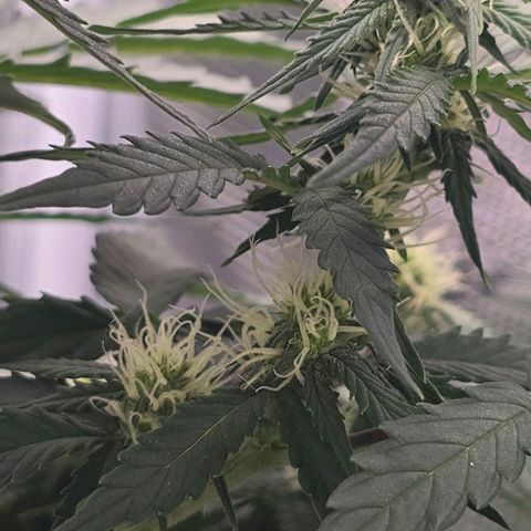 Dörthe growlog timeline photo