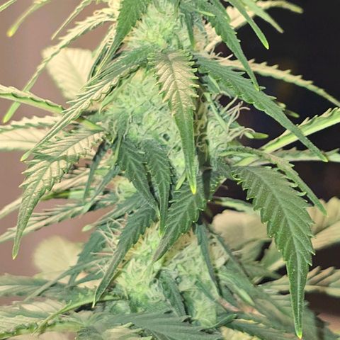 Dörthe growlog timeline photo