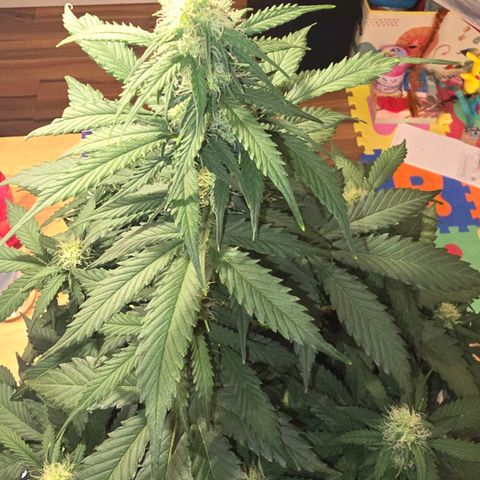 Dörthe growlog timeline photo