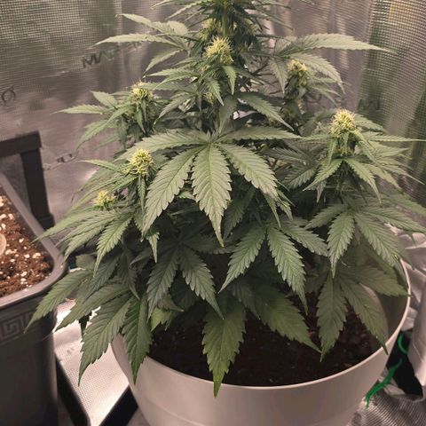 Dörthe growlog timeline photo