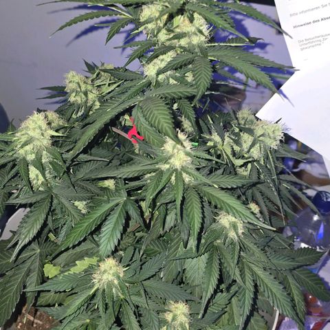 Dörthe growlog timeline photo