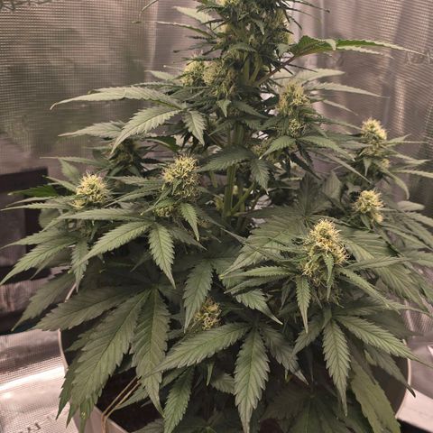 Dörthe growlog timeline photo