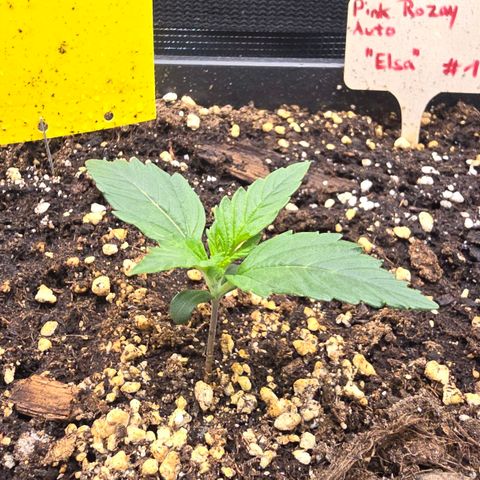 Elsa growlog timeline photo