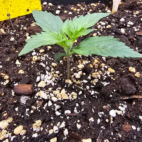 Elsa growlog timeline photo