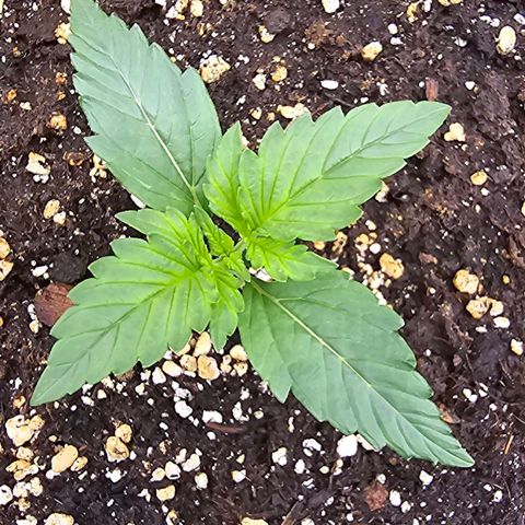 Elsa growlog timeline photo