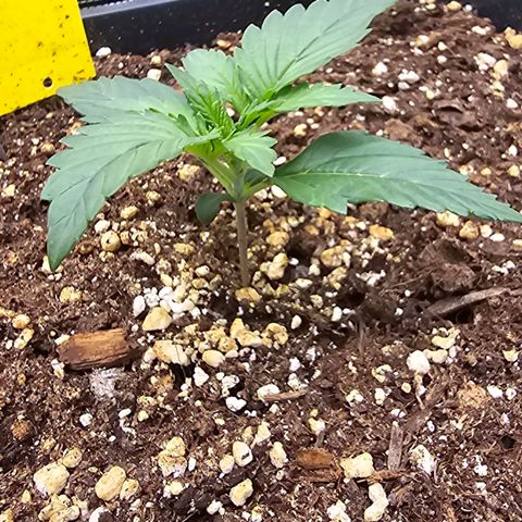 Elsa growlog timeline photo