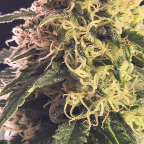 Dörthe growlog timeline photo