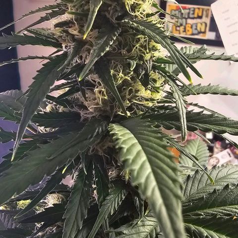 Dörthe growlog timeline photo