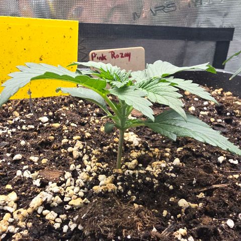 Elsa growlog timeline photo