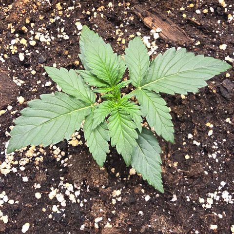 Elsa growlog timeline photo