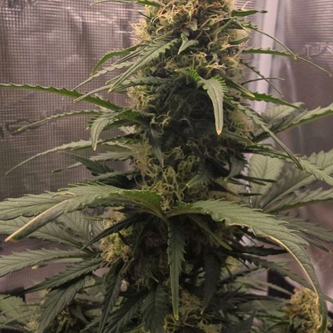 Dörthe growlog timeline photo