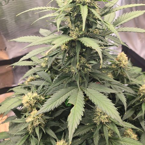 Dörthe growlog timeline photo