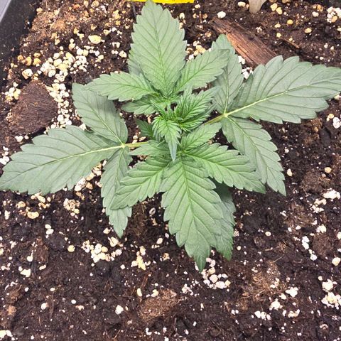 Elsa growlog timeline photo