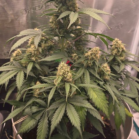 Dörthe growlog timeline photo