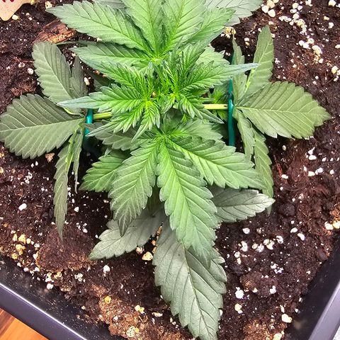 Elsa growlog timeline photo