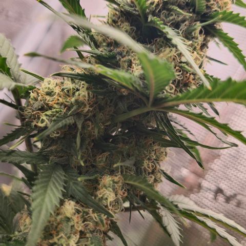 Dörthe growlog timeline photo