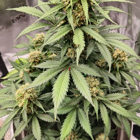 Dörthe growlog timeline photo