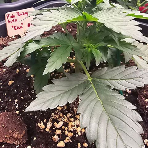 Elsa growlog timeline photo
