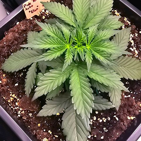 Elsa growlog timeline photo