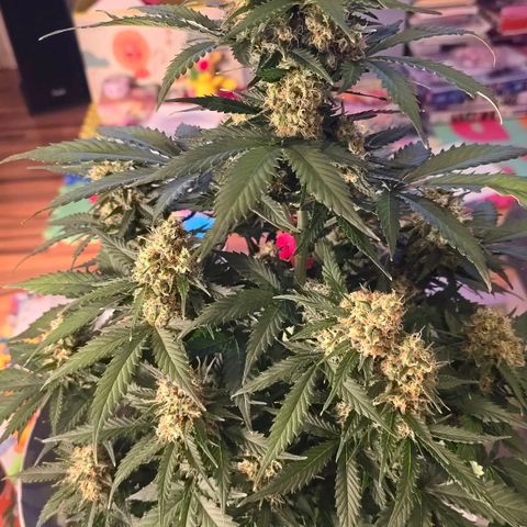 Dörthe growlog timeline photo
