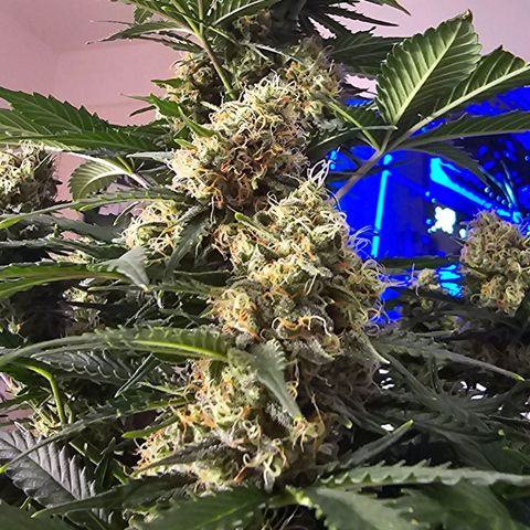 Dörthe growlog timeline photo