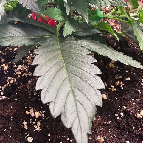 Elsa growlog timeline photo