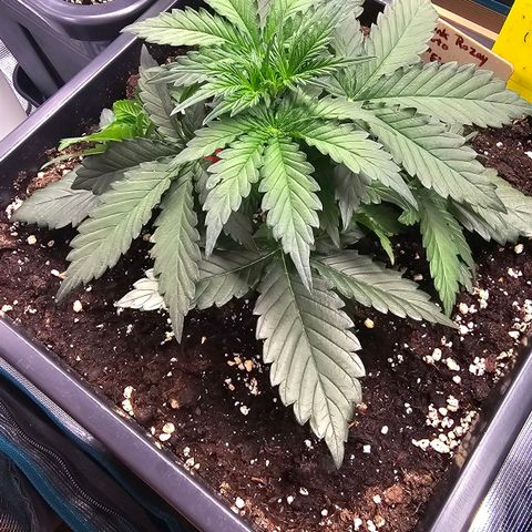 Elsa growlog timeline photo