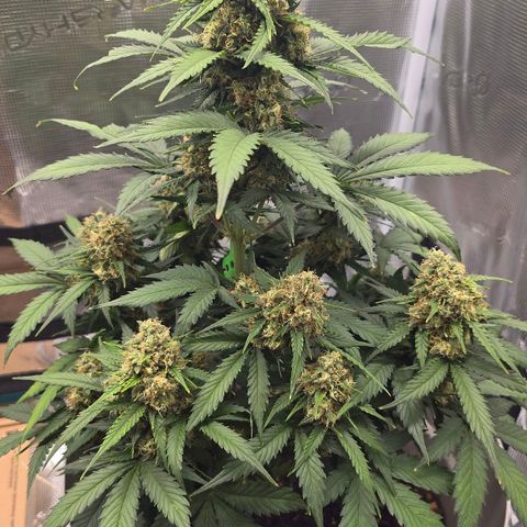 Dörthe growlog timeline photo