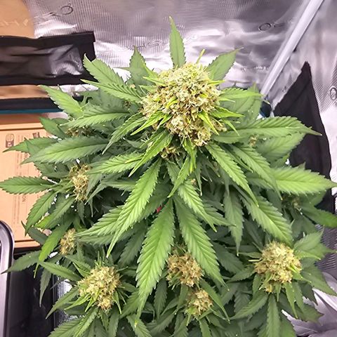Dörthe growlog timeline photo