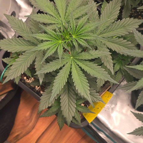 Elsa growlog timeline photo