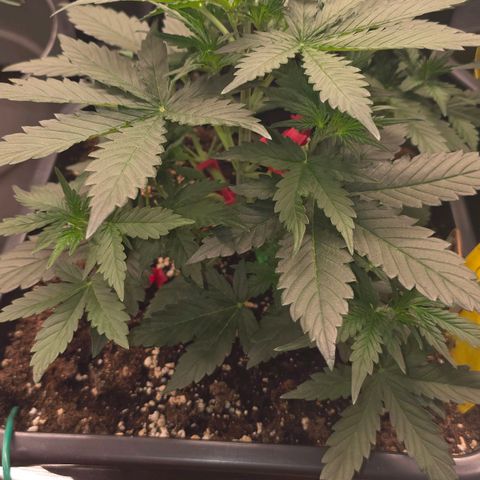 Elsa growlog timeline photo