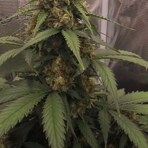 Dörthe growlog timeline photo