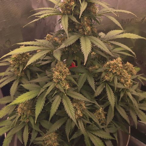 Dörthe growlog timeline photo