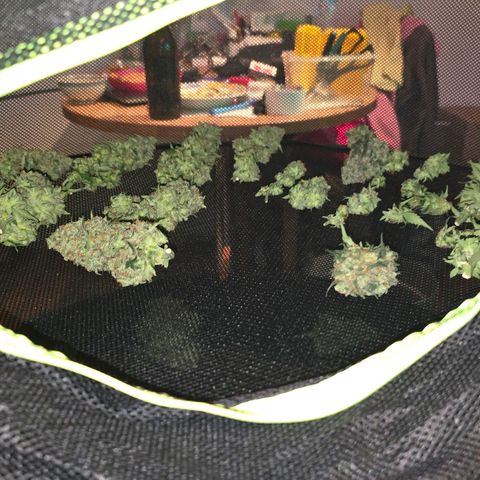 Dörthe growlog timeline photo