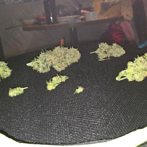 Dörthe growlog timeline photo