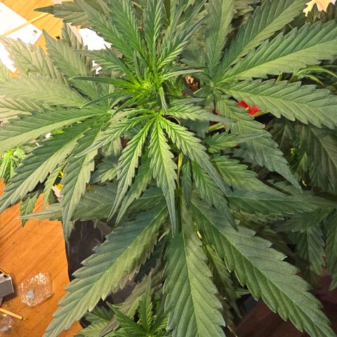 Elsa growlog timeline photo