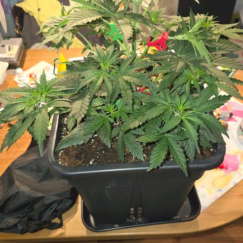Elsa growlog timeline photo