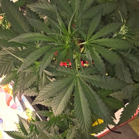 Elsa growlog timeline photo