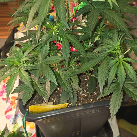 Elsa growlog timeline photo