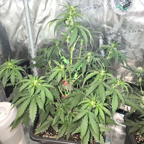 Elsa growlog timeline photo