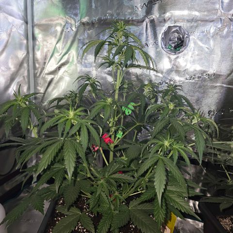 Elsa growlog timeline photo