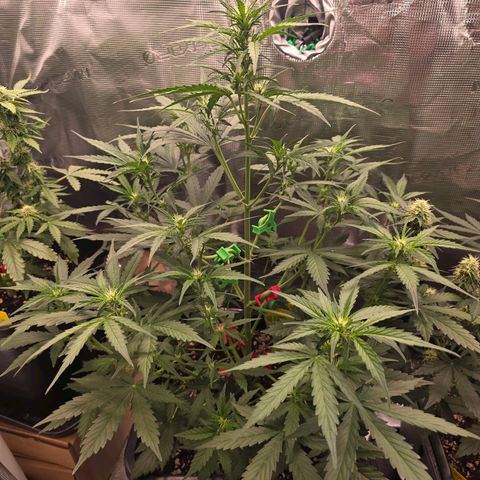 Elsa growlog timeline photo