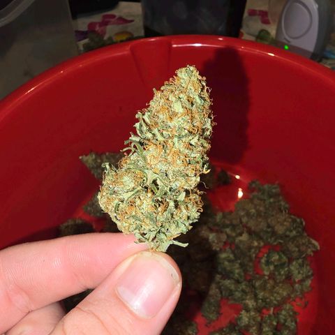 Dörthe growlog timeline photo