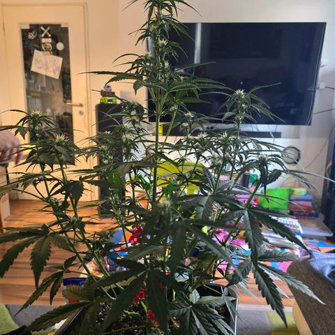Elsa growlog timeline photo