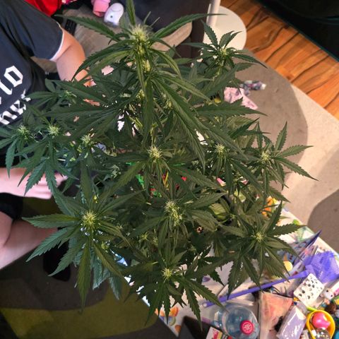 Elsa growlog timeline photo