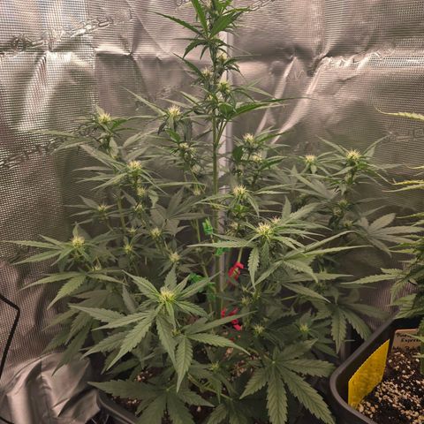 Elsa growlog timeline photo