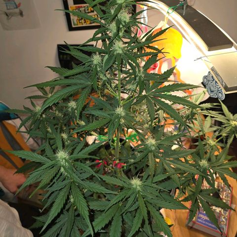 Elsa growlog timeline photo