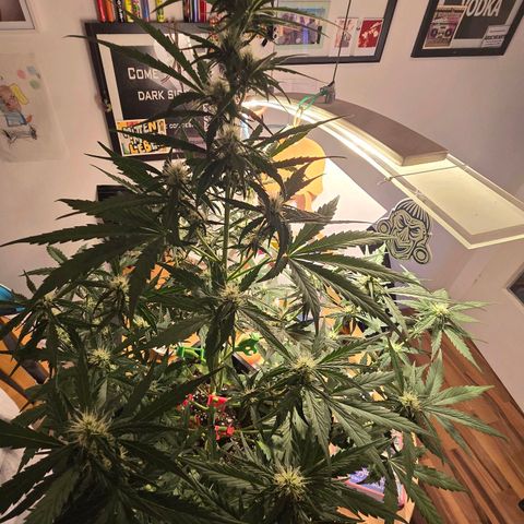 Elsa growlog timeline photo